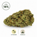 Fleur CBD Amnesia 2.0 16% Hydroponique
