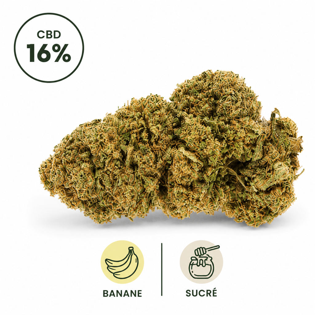 Photographie studio d'une fleur CBD Banana Smash 16% Indoor. Cette variété premium présente des fleurs denses, riches en trichomes et soigneusement manucurées. Son profil aromatique est dominé par des notes intenses de banane mûre, complétées par des nuances sucrées et gourmandes. Produit sélectionné avec soin par Le Chanvre Breton.