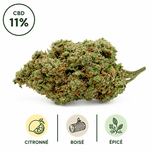 Photographie studio d'une fleur CBD Cannatonic 11% Glass House. Cette variété premium présente des fleurs généreuses, riches en terpènes et soigneusement sélectionnées. Son profil aromatique associe des notes fraîches de citron, des nuances boisées naturelles et une touche légèrement épicée. Produit sélectionné avec soin par Le Chanvre Breton.
