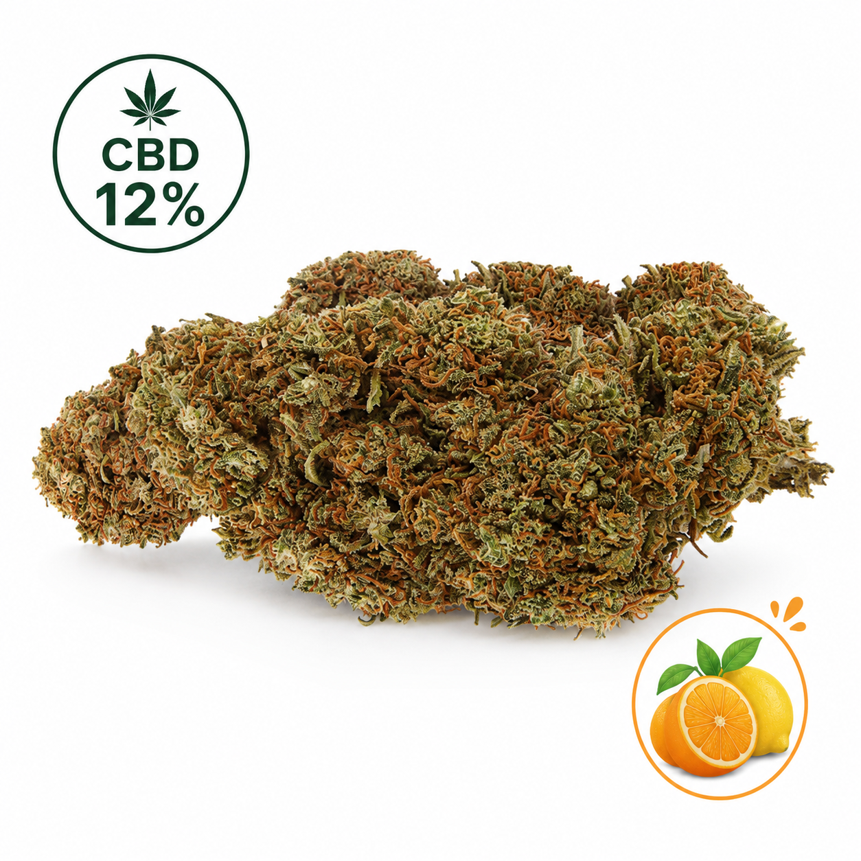 Photo d'une fleur CBD Lemon OG 12% cultivée en Indoor. Cette variété présente des têtes denses, de nombreux pistils orangés et un profil aromatique dominé par le citron et les agrumes. Produit sélectionné par Le Chanvre Breton.

