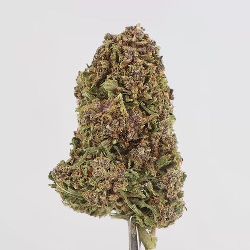 video en gros plan de présentation, d'un bud cbd calipink de culture indoor