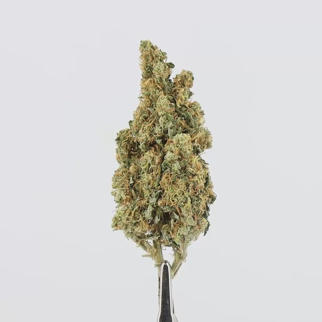 gros plan video sur la gorilla glue CBD indoor le chanvre breton