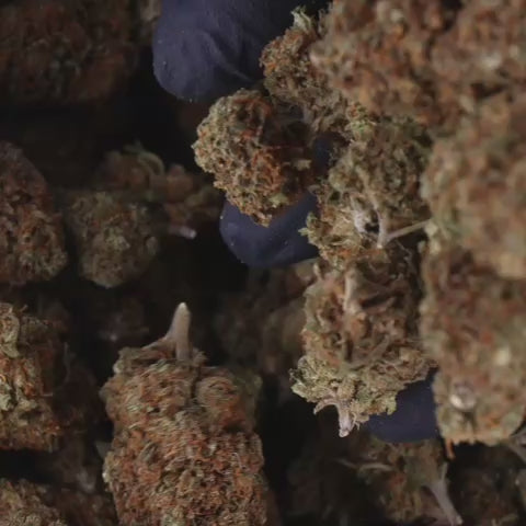 vidéo en gros plan de la lemon og cbd indoor