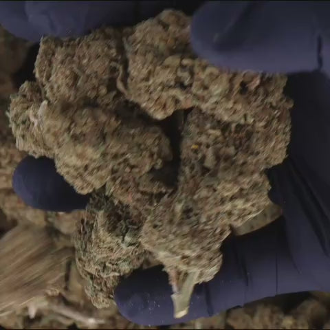 video en gros plan une main qui tient gros buds CBD de grapefruit le chanvre breton

