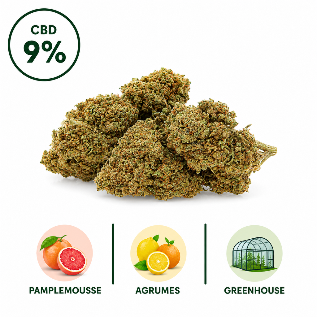 Photographie produit de la fleur CBD Grapefruit 9% Greenhouse. Cette variété premium présente des fleurs compactes et riches en terpènes, accompagnées d'icônes illustrant ses notes dominantes de pamplemousse frais et d'agrumes. Sélectionnée avec soin par Le Chanvre Breton.
